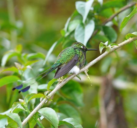 A male Booted Racket-Tail hummingbird photographed in the cloud forest in Ecuador. It gets its name from its tail, which resembles a tennis racket. の写真素材