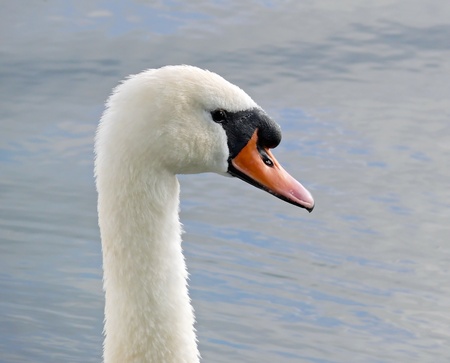 Mute swan swimming on a lake in Englandの写真素材