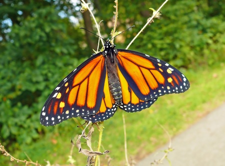 Monarch butterfly with wings open in Maryland