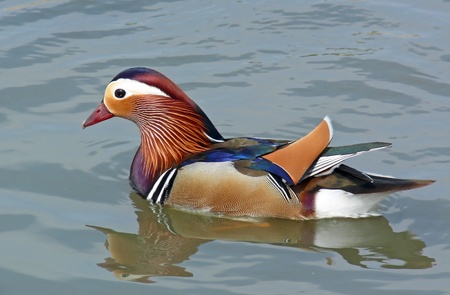Mandarin duck swimming on a lake in Englandの写真素材