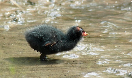 Moorhen chick in wetlands in Englandの写真素材