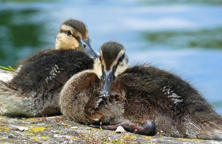 Two mallard duck ducklings resting by a canal in Englandの写真素材
