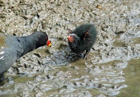 Moorhen feeding her chick in wetlands in Englandの写真素材
