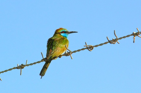  Little Green Bee-eater perching on a fence in Abu Dhabi in the United Arab Emiratesの写真素材