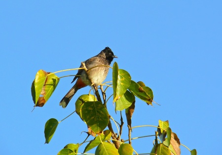 Red-vented Bulbul perching on a tree in Abu Dhabi in the United Arab Emiratesの写真素材