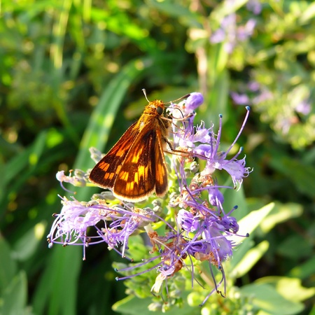 Pecks Skipper butterfly feeding on wildflowers in Maryland