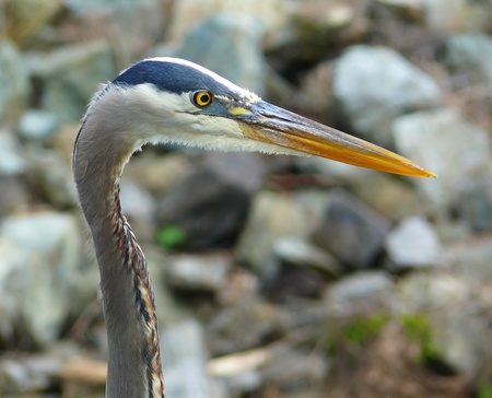 Profile of the face of a Great Blue Heron in Marylandの写真素材