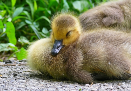 Young Canada goose gosling sleeping on the ground in Marylandの写真素材