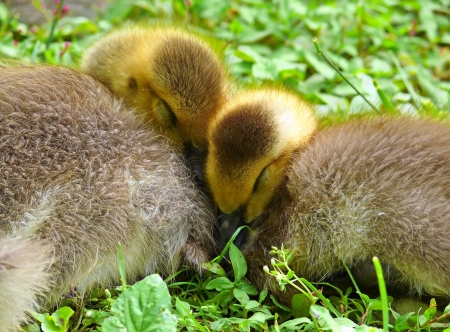 Two young Canada goose goslings snuggled together sleeping in Maryland during Spring