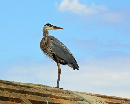 Great Blue Heron standing on the top of a dam in Marylandの写真素材
