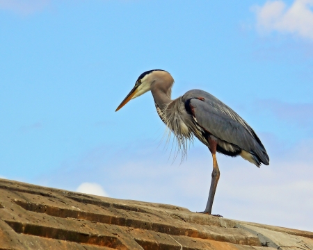 Great Blue Heron standing on the top of a dam in Marylandの写真素材