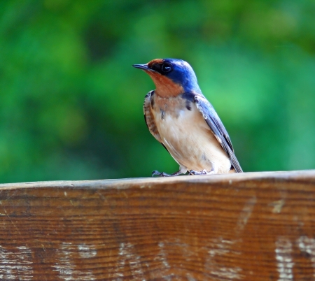 Barn Swallow perching on a fence in Maryland during the Springの写真素材