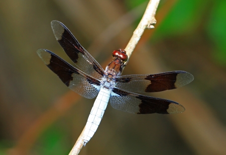 Macro of a male Common Whitetail dragonfly resting on a twig in Maryland during the summerの写真素材