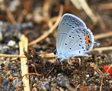 Eastern Tailed Blue butterfly feeding on minerals in wet mud in Maryland during the summerの写真素材