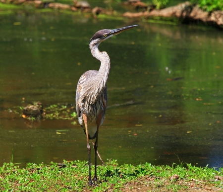 Great Blue Heron standing by a lake in Maryland during the summer