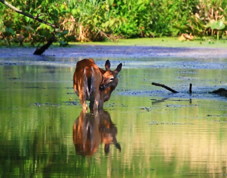 White tailed deer doe standing in a lake and washing herself in Maryland during the summerの写真素材