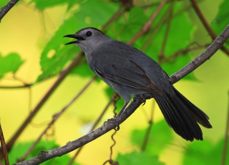 Gray Catbird perching on a twig in Maryland during the summerの写真素材