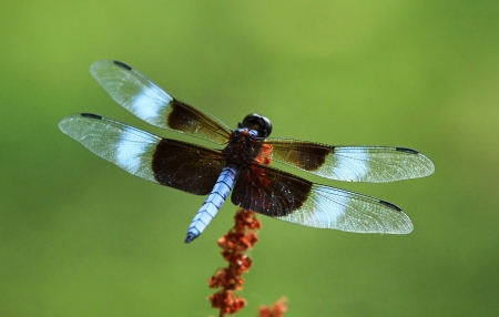 Male Widow Skimmer dragonfly resting on a wild flower head in Maryland during the summerの写真素材