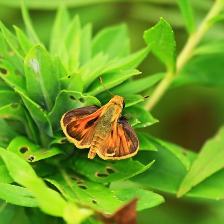 Sachem butterfly resting on vegetation in Maryland during the summer