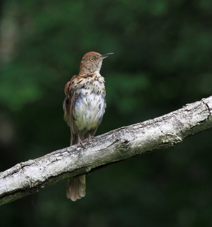 Brown Thrasher bird perched on a branch after bathing in woodland in Pennsylvania