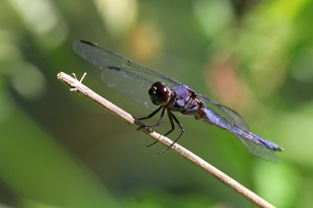 Slaty Skimmer dragonfly sitting on a grass stem in Maryland during the summerの写真素材