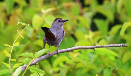 Gray Catbird with a cocked tail perching on a twig in Maryland during the summerの写真素材