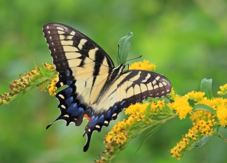 Eastern Tiger Swallowtail butterfly feeding on Goldenrod wildflowers in Maryland during the summerの写真素材