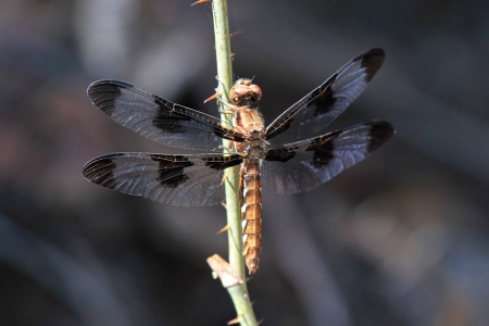 Female Common Whitetail dragonfly resting on a plant stem by a lake in Washington DC during the summerの写真素材