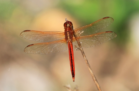 Male Needhams Skimmer dragonfly perching on a twig by a lake in Washington DC  during the summerの写真素材