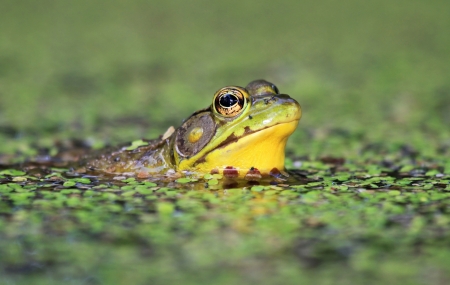 Adult male Northern Green Frog sitting in a pond with duckweed in Maryland during the summerの写真素材