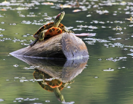 Young Red-eared Slider pond turtle basking in the sun in Maryland during the summerの写真素材