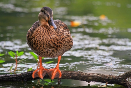 Female Mallard duck perched on a branch by a lake in Maryland during the summerの写真素材
