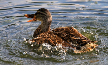 Female Mallard duck bathing and splashing in lake in Maryland during the summerの写真素材