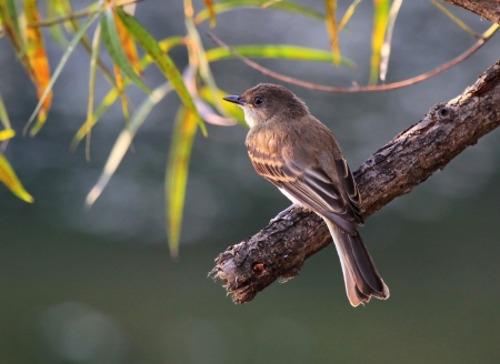 Eastern Phoebe bird perching on a branch by a lake in Maryland during the summerの写真素材