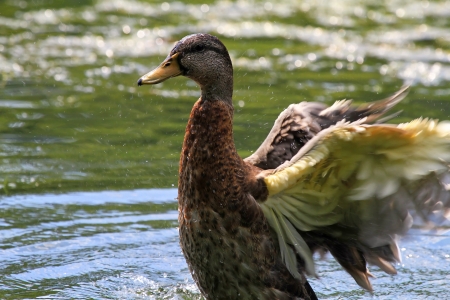 Male Mallard duck in eclipse plumage bathing and splashing in lake in Maryland during the summerの写真素材