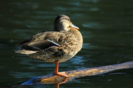 Female Mallard duck resting on a log in a lake in Maryland during the summerの写真素材