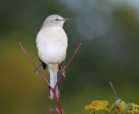 Northern Mockingbird perching on a twig in Maryland during the Autumnの写真素材