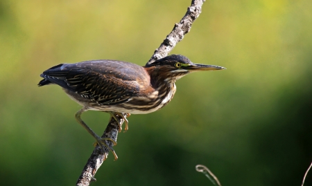 Green Heron perching on a branch by a lake in Maryland during the Summerの写真素材
