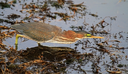 Green Heron hunting in a lake in Maryland during the Autumnの写真素材