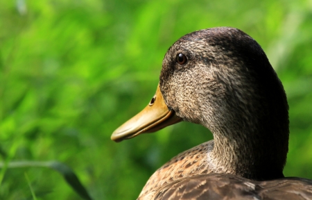 Profile of a male Mallard duck in eclipse plumage standing by a lake in Maryland during the Summerの写真素材