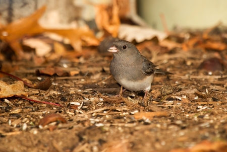 Dark-eyed Junco foraging on the ground in Maryland during the Autumnの写真素材