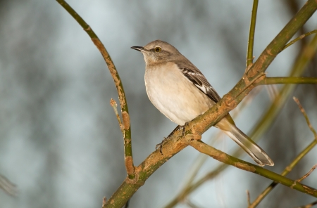 Northern Mockingbird perching on a tree branch in Maryland during the Autumnの写真素材