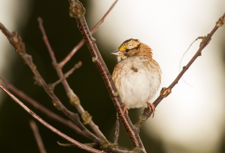 White-throated Sparrow perching in a tree in Connecticut during the Autumnの写真素材