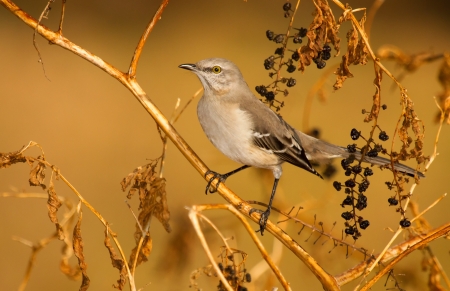 Northern Mockingbird perching in a bush in Maryland during the Autumn