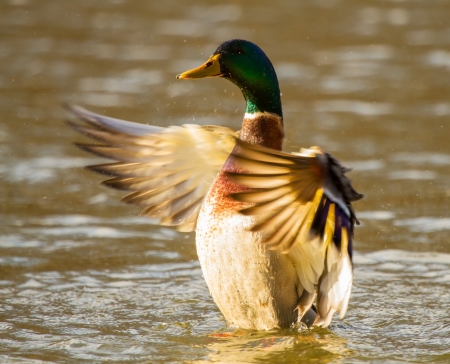 Male Mallard duck flapping its wings in a lake in Maryland during the Autumnの写真素材
