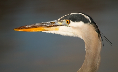 Detailed face of a Great Blue Heron in Maryland during the Autumnの写真素材