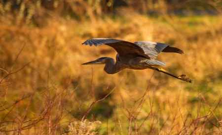 Great Blue Heron flying over a meadow at sunset in Maryland during the Autumnの写真素材