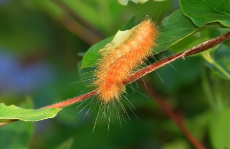 Caterpillar stage of the Salt Marsh Moth feeding on vegetation in Maryland during the Summerの写真素材