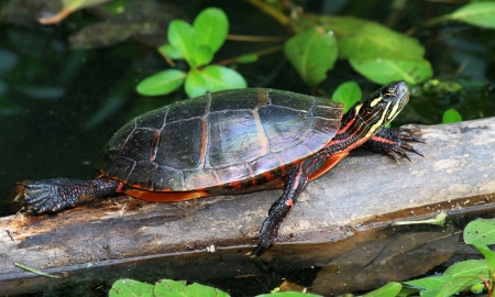 Adult Eastern Painted Turtle basking on a log in Maryland during the Summerの写真素材