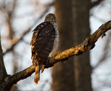 Juvenile Sharp-shinned Hawk perching in a tree in dense woodland in Maryland during the Winterの写真素材